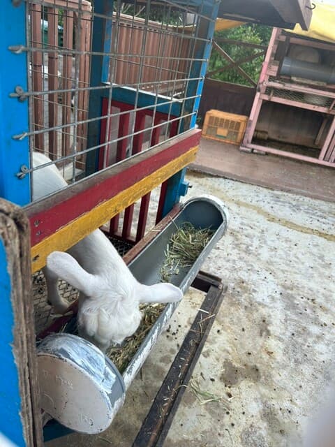 パステル ハーツ の写真 9